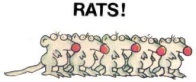 RATS NEW